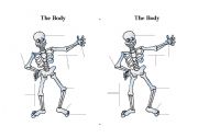 English worksheet: The Body 