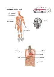 English worksheet: human muscles