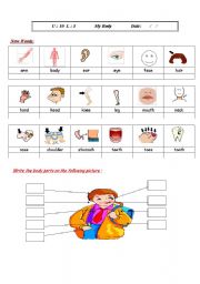 English Worksheet: body parts