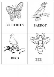 English Worksheet: Animals that can fly