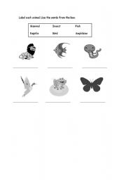 English worksheet: Animal Groups