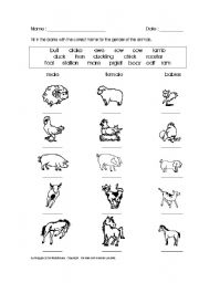 English Worksheet: genders and the names of the animals