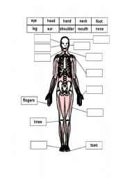 English Worksheet: human body