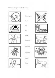 English Worksheet: Insects