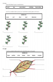 English Worksheet: botany-2nd page