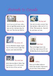English Worksheet: animals in canada