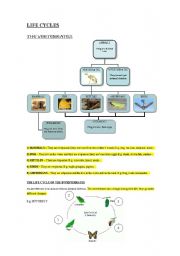 English Worksheet: THE LIFE CYCLES AND VERTEBRATES AND INVERTEBRATES