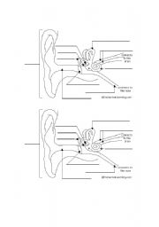 English worksheet: ear lable