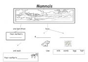 English Worksheet: Mammals concept map