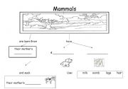 English worksheet: Mammals concept map