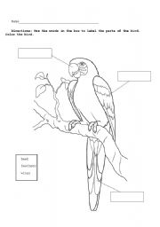 English worksheet: Parrot Diagram