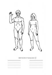 English Worksheet: HUMAN BODY