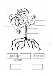 English Worksheet: parts of a flower