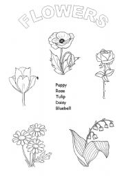 English Worksheet: I like flowers