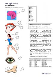 English Worksheet: The Human Body_Prepositions_Sentence Writing