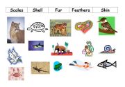 English worksheet: Animal Coverings