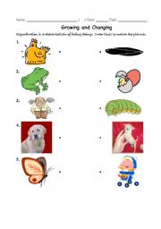 English worksheet: growing animals