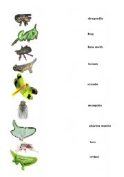 English worksheet: insects