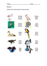 English worksheet: Birds 6