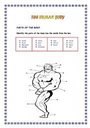 English Worksheet: The Human Body