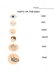 English worksheet: Body