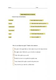 English worksheet: The digestive system