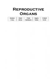 English Worksheet: Reproductive Organs