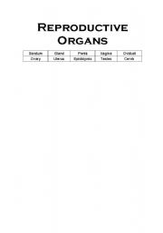 English worksheet: Reproductive Organs