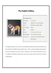 English worksheet: The English Bulldog 