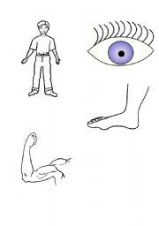 English worksheet: body parts cards