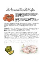 English Worksheet: Rafflesia