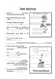 English Worksheet: Plant Nutrition