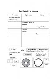 English worksheet: Blood Vessels - a comparison