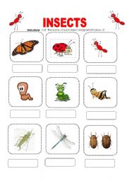 English Worksheet: Insects