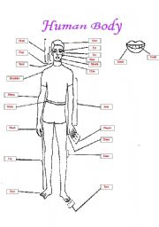 English worksheet: Our Human Body