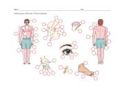 English Worksheet: The Body Parts