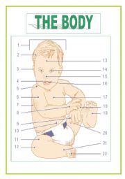 English Worksheet: THE BODY