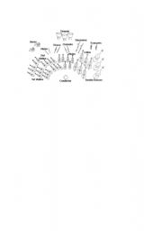English Worksheet: The Orchestra
