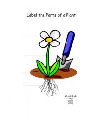 English Worksheet: parts of a plant