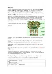 English worksheet: The Rainforests