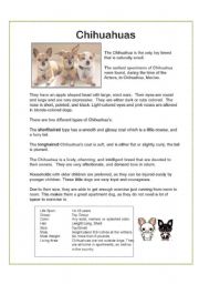 Chihuahua Dogs - Reading and Comprehension WS x2 - Adjectives...