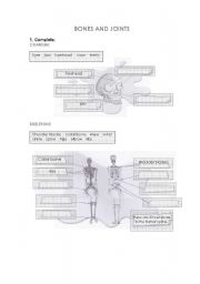 English Worksheet: Bones and joints