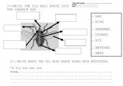 English worksheet: FLY BODY PARTS