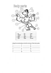 English Worksheet: parts of the body