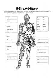 human body - ESL worksheet by DIMIGUYA8310