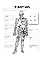 English Worksheet: human body