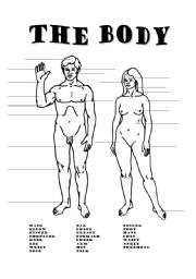 English Worksheet: PARTS OF THE BODY