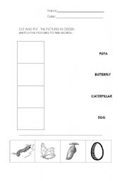 English worksheet: Life cycle of a butterfly