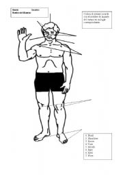 English Worksheet: body parts