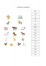 English Worksheet: Farm, wild and sea animals,pets and insects exercises